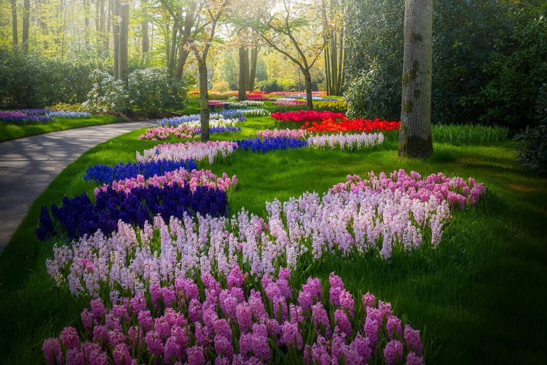 Прогулка по сказочному цветочному саду Кёкенхоф просто, этому, которые, потрясающую, вдохновляя, видом, своим, захватывают, действительно, снимков, коллекцию, Цветочный, продолжать, фотограф, 34летний, Северного, приблизительно, Лиссе, городке, небольшом