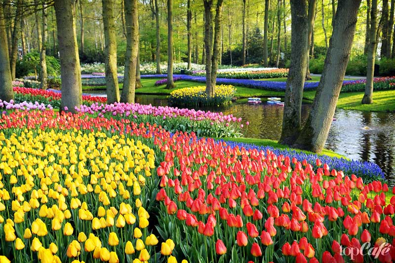 Кёкенхоф. CC0