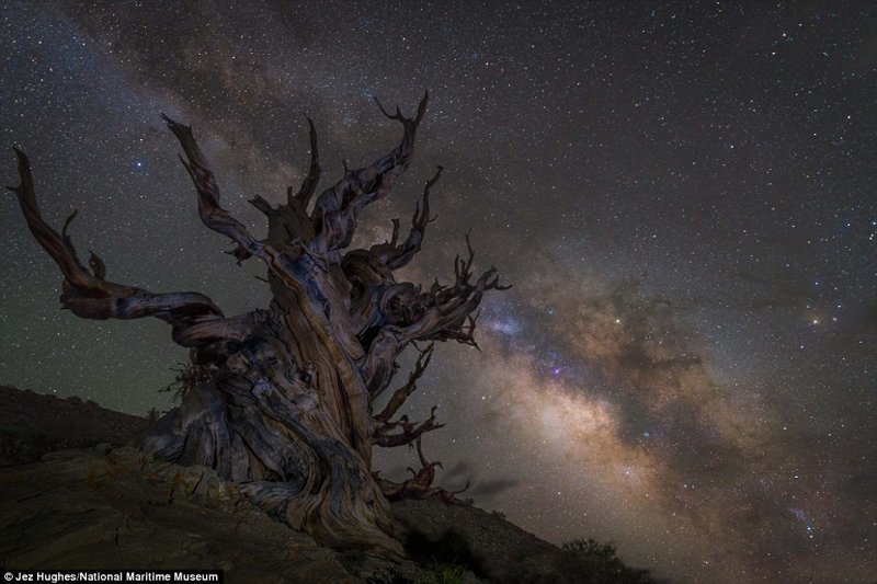 Млечный путь над одним из самых старых деревьев в мире в национальном заповеднике Иньо в Калифорнии. Джез Хьюз, Великобритания. астрономия, конкурс, космос, красиво, лучшее, планеты, фото, фотографы