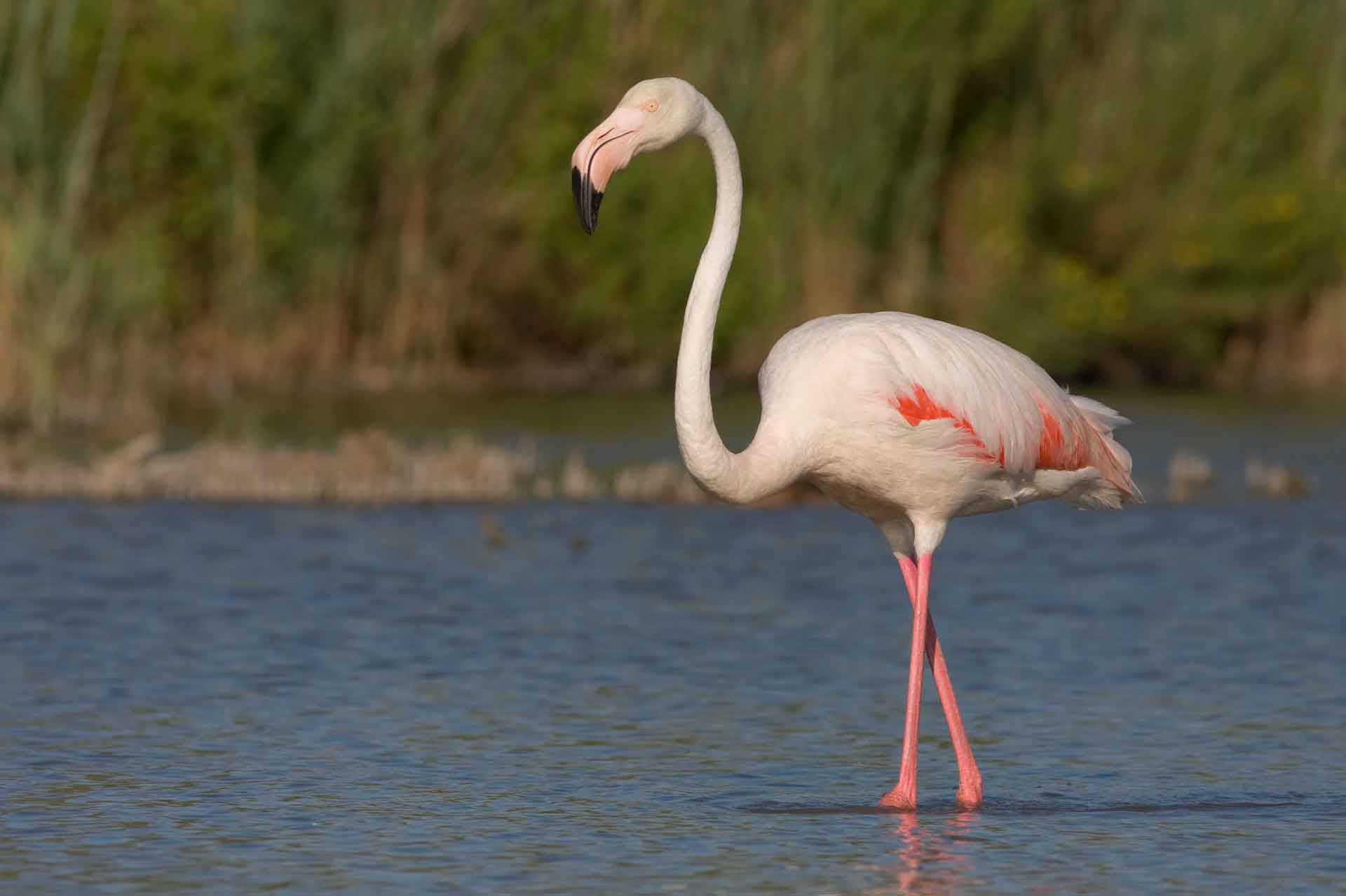 Фламинго фото птицы