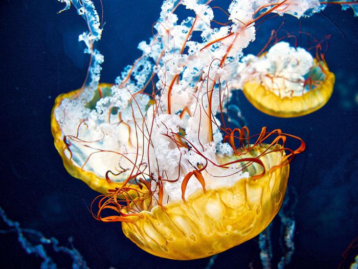 Необычные подводные обитатели: кто живет на дне океана?