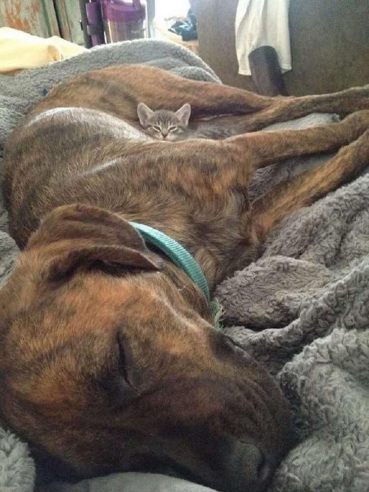 Кошки, которые настолько обнаглели, что используют собак вместо подушки Кошки, которые настолько обнаглели, что используют собак вместо подушки