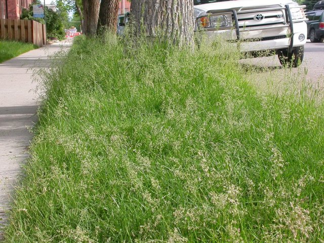Травы для газона – какие бывают и что выбрать нужно, всего, поэтому, газон, весной, причем, очень, лучше, после, расчета, семян, регулярно, однако, клевера, семена, корни, достигает, полевицы, будет, чтобы