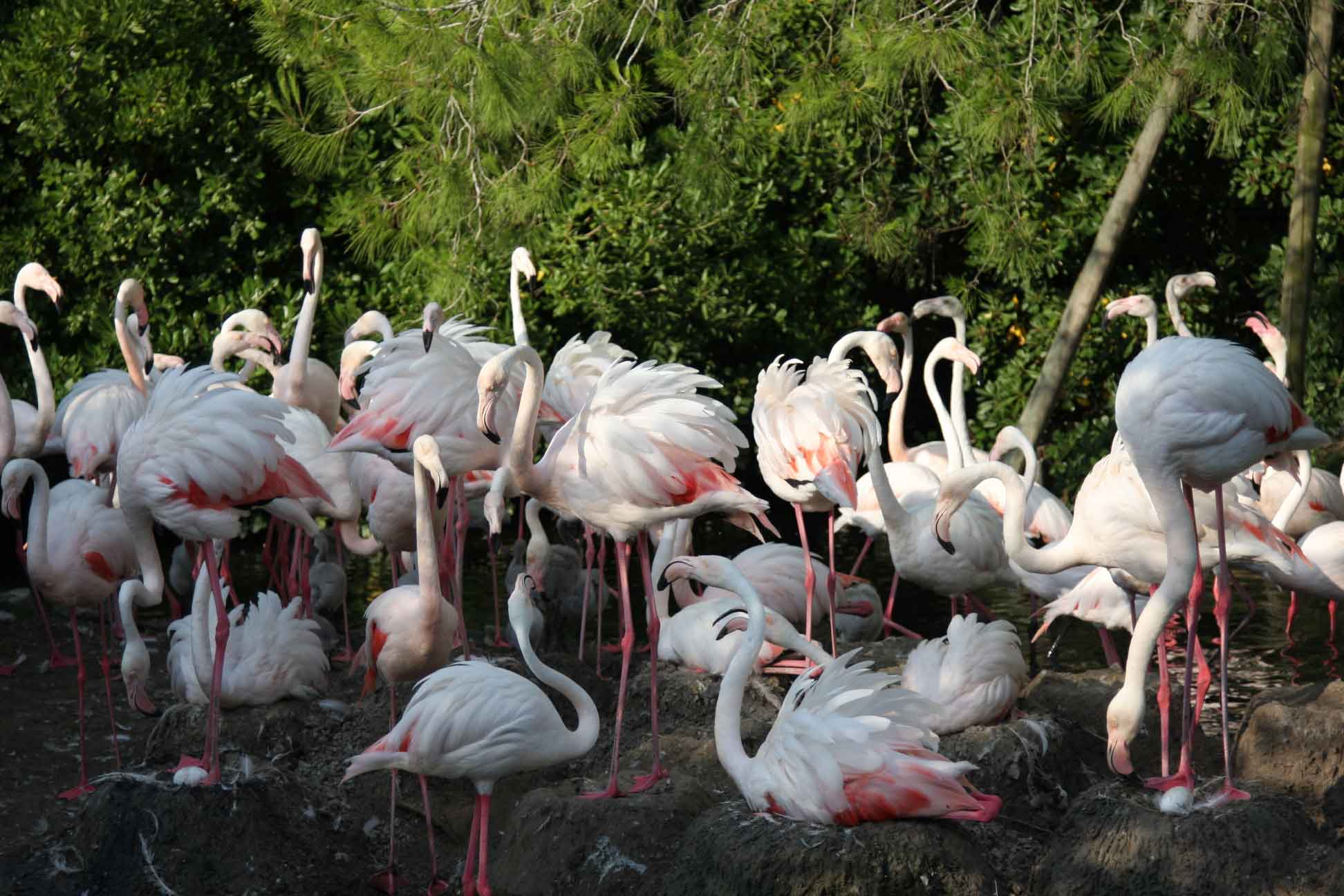 Гнезда фламинго