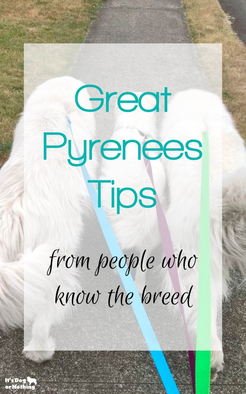 There can be a lot of misinformation about the Great Pyrenees breed out there. We polled thousands of Great Pyrenees lovers to get their top Great Pyrenees tips.