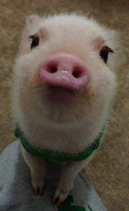 10 причин полюбить свиней