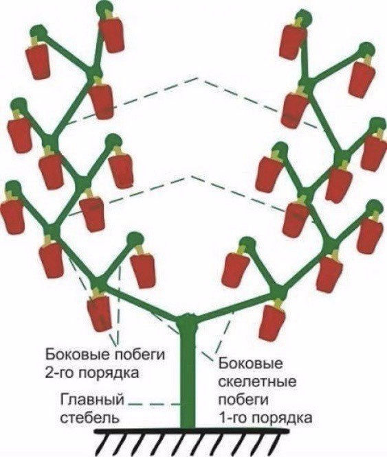 Картинки по запросу формировать перец
