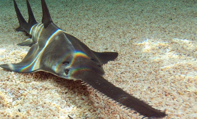 5-метровый хищник с телом акулы и носом-пилой
