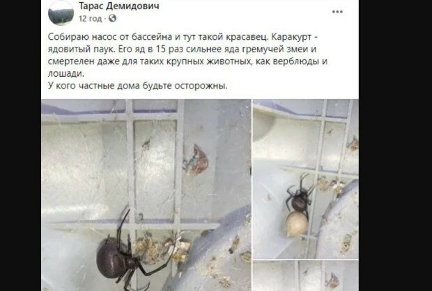 Опаснее гремучей змеи: В Одесской области заметили самого ядовитого в мире паука-каракурта. ФОТО