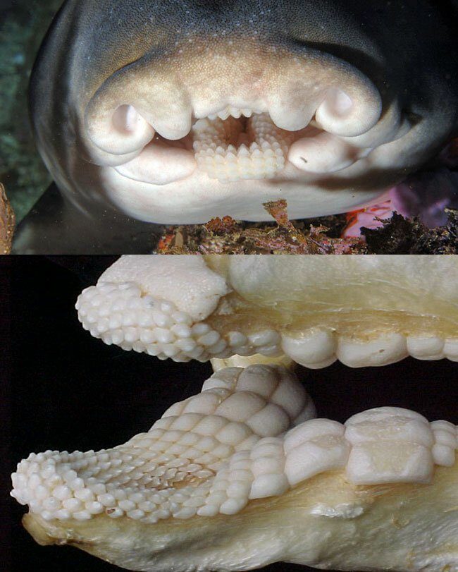 Ужасы природы, с которыми мало кто пожелал бы встретиться Ужасы природы, с которыми мало кто пожелал бы встретиться планета,природа