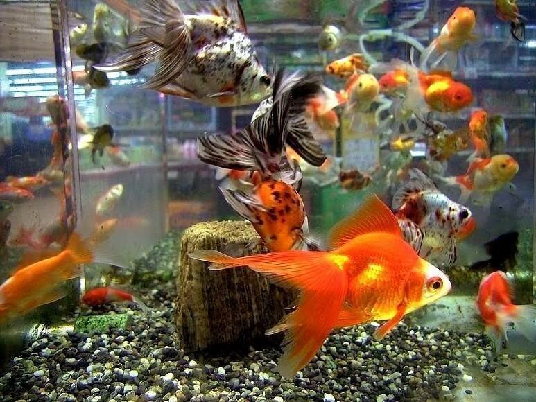 Аквариумный убийца, или Не обижайте маленьких Аквариумный убийца, или Не обижайте маленьких