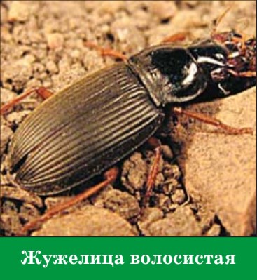жужелица волосистая