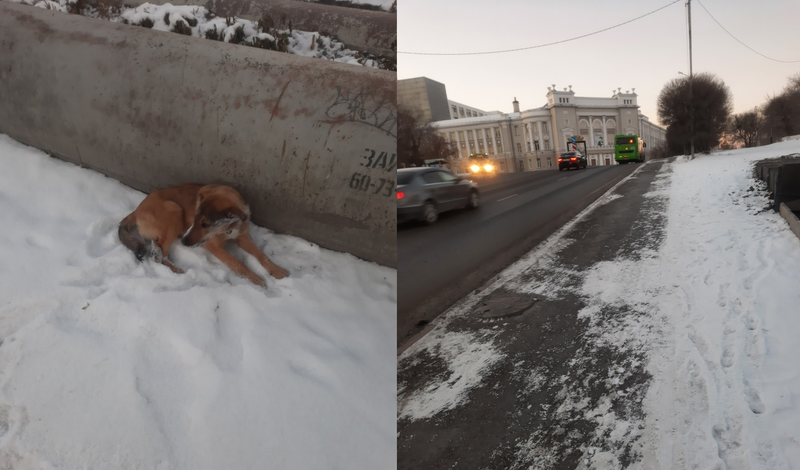 Прямо возле. Бродячие собаки. Бездомный щенок. Бедная бездомная собака.