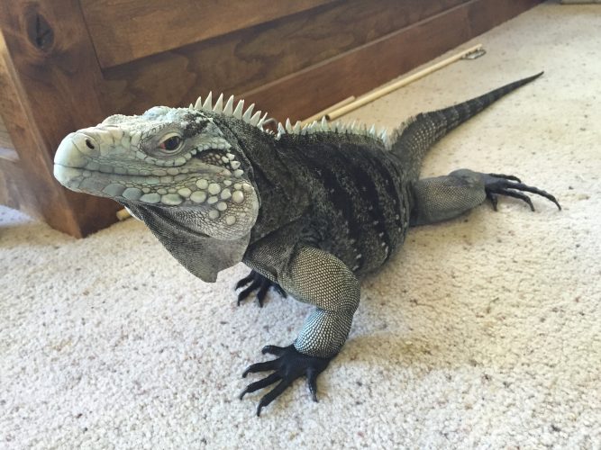 iguana-greeting-4-667x500