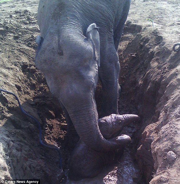 11 часов слониха копала яму, а затем попросила помочь людей Культура
