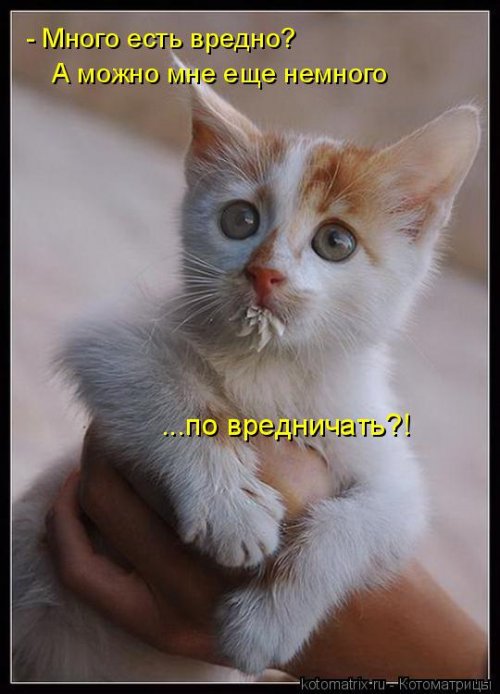 Новая котоматрица (21 фото)