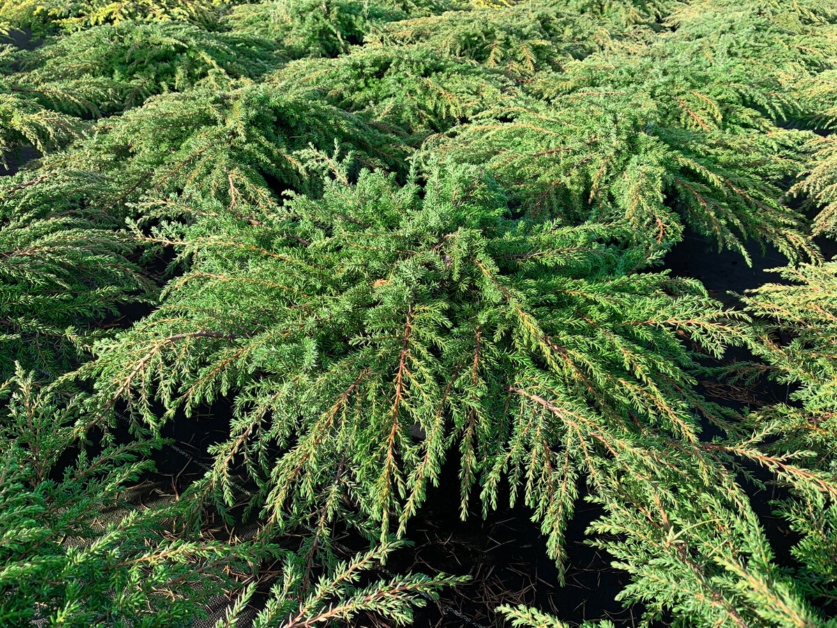 Juniperus chinensis 'Iowa'