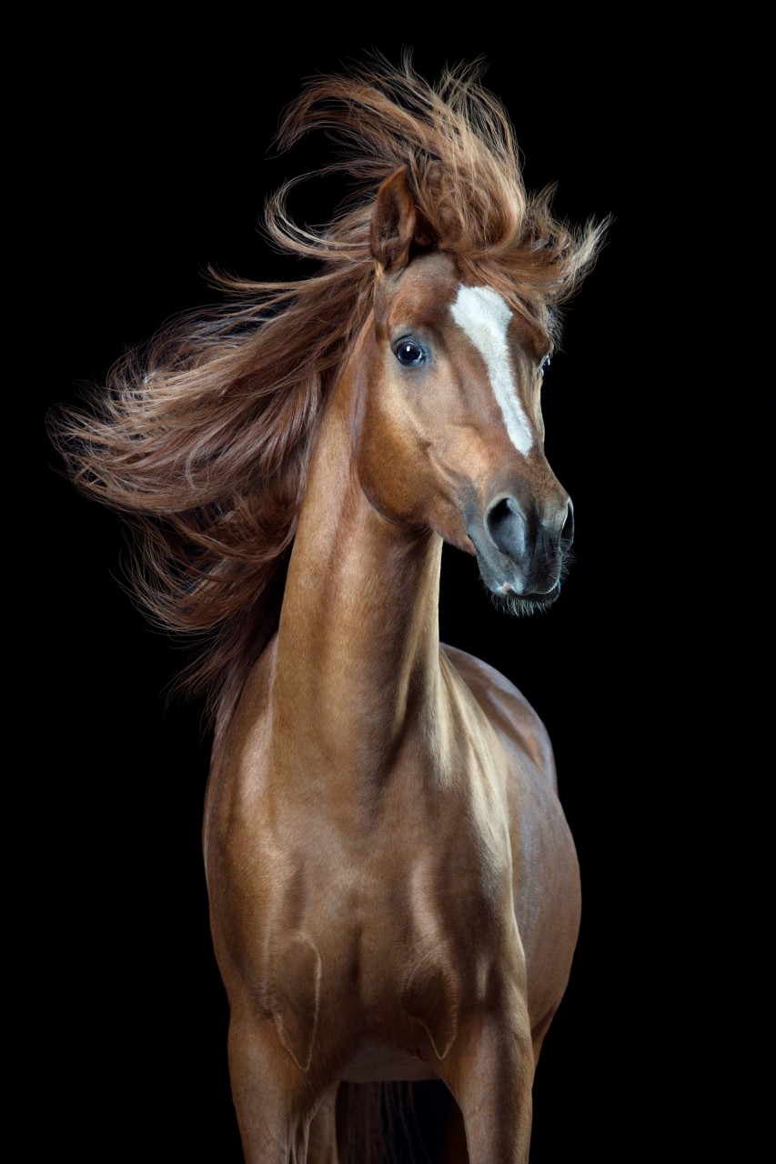 «Лошадиный стиль» в объективе фотографа Вибке Хаас