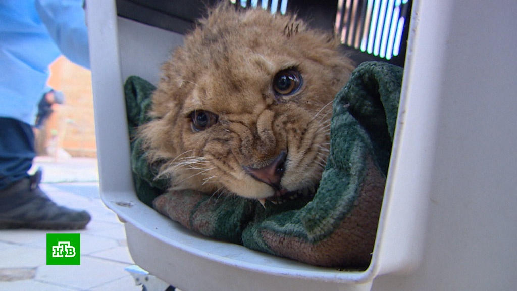 Спасенный симба. Спасенный симба. Львенок симба из челябинска. Симба спасенный львенок кареном даллакяном. Судьба львенка симба из дагестана.
