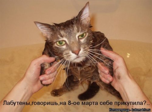 Новая котоматрица (36 фото)