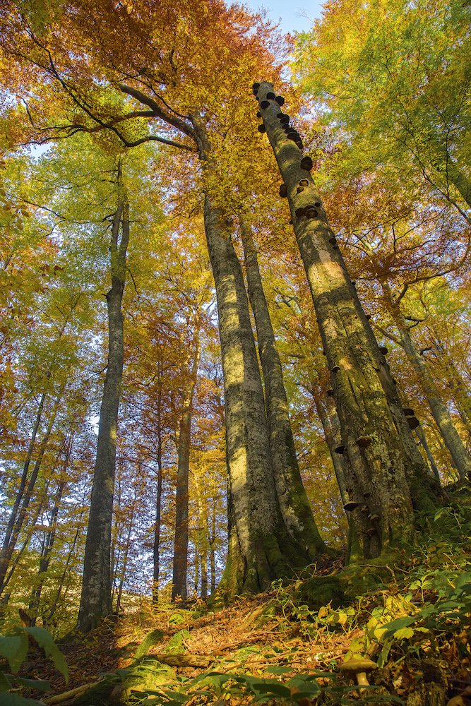 Почему нельзя убирать упавшие деревья? От них зависит жизнь всего леса лес,природа,факты