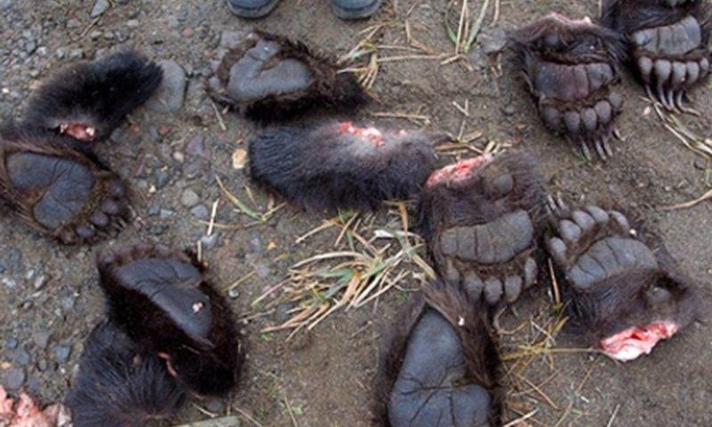 В Урджарском районе пограничники задержали мужчину, который пытался перенести через границу в Китай медвежьи лапы Бессовестные, Браконьеры, жадные, жестокость, любите природу