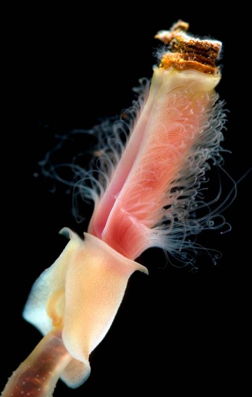 Гигантские трубчатые черви рифтии  (лат. Riftia pachyptila) 
