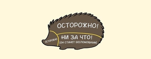 Как правильно гладить животных