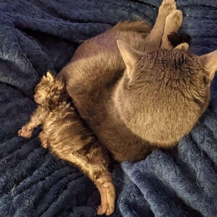 Без кота и жизнь не та