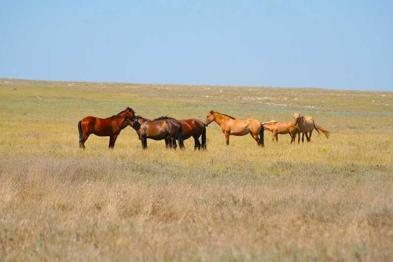 Величие Тарханкута Величие Тарханкута