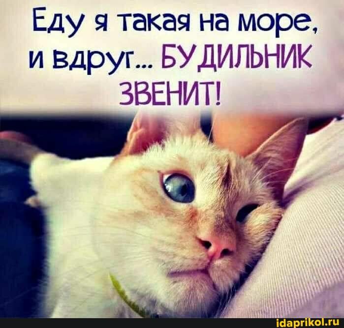 -Товарищ Кутькин, на вас поступила жалоба от соседей. -И на что они жалуются?... Весёлые,прикольные и забавные фотки и картинки,А так же анекдоты и приятное общение