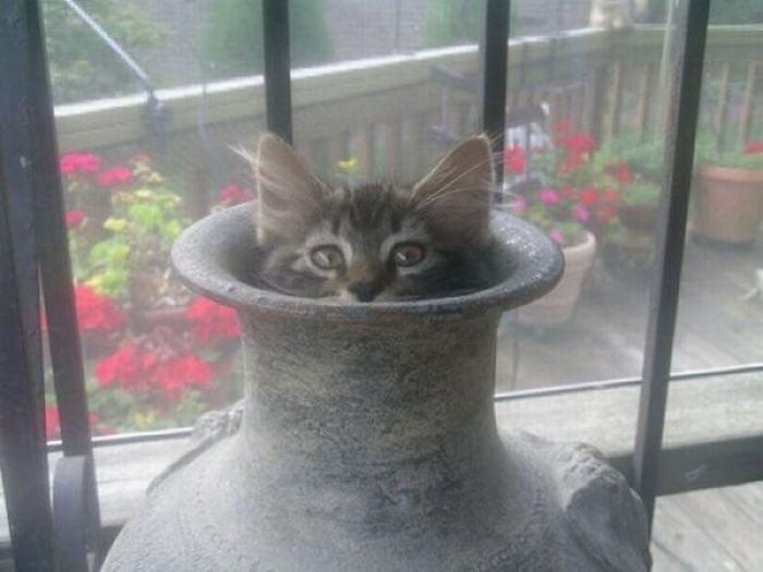 Коты, выглядывающие из своих укрытий (20 фото)