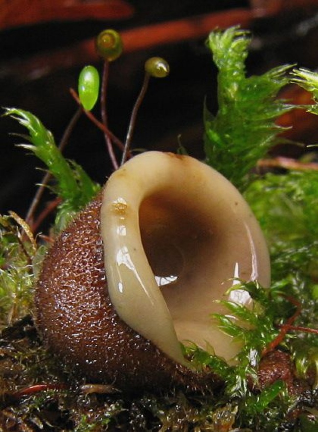 Гриб с жидкостью внутри. Гриб-Ракушка (Humaria hemisphaerica). Гумария полушаровидная. Необычные грибы. Странные грибы.