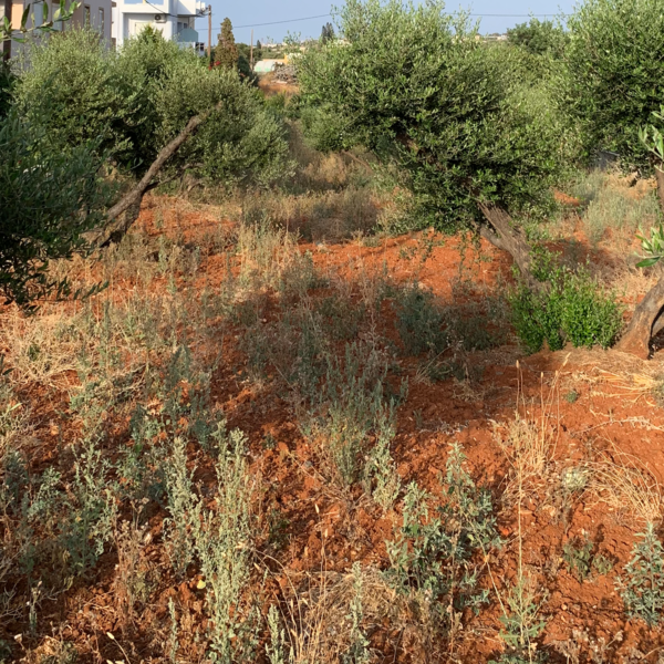 8 необычных растений с острова Крит 8 необычных растений с острова Крит интересное,природа,путешествия,растения