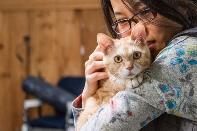 Котенок был так голоден, что ел грязь Free Korean Dogs, Дангджине, доброта, котёнок, спасение животных