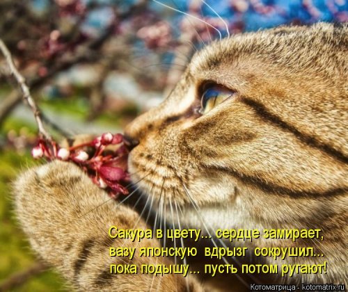 Новая котоматрица  