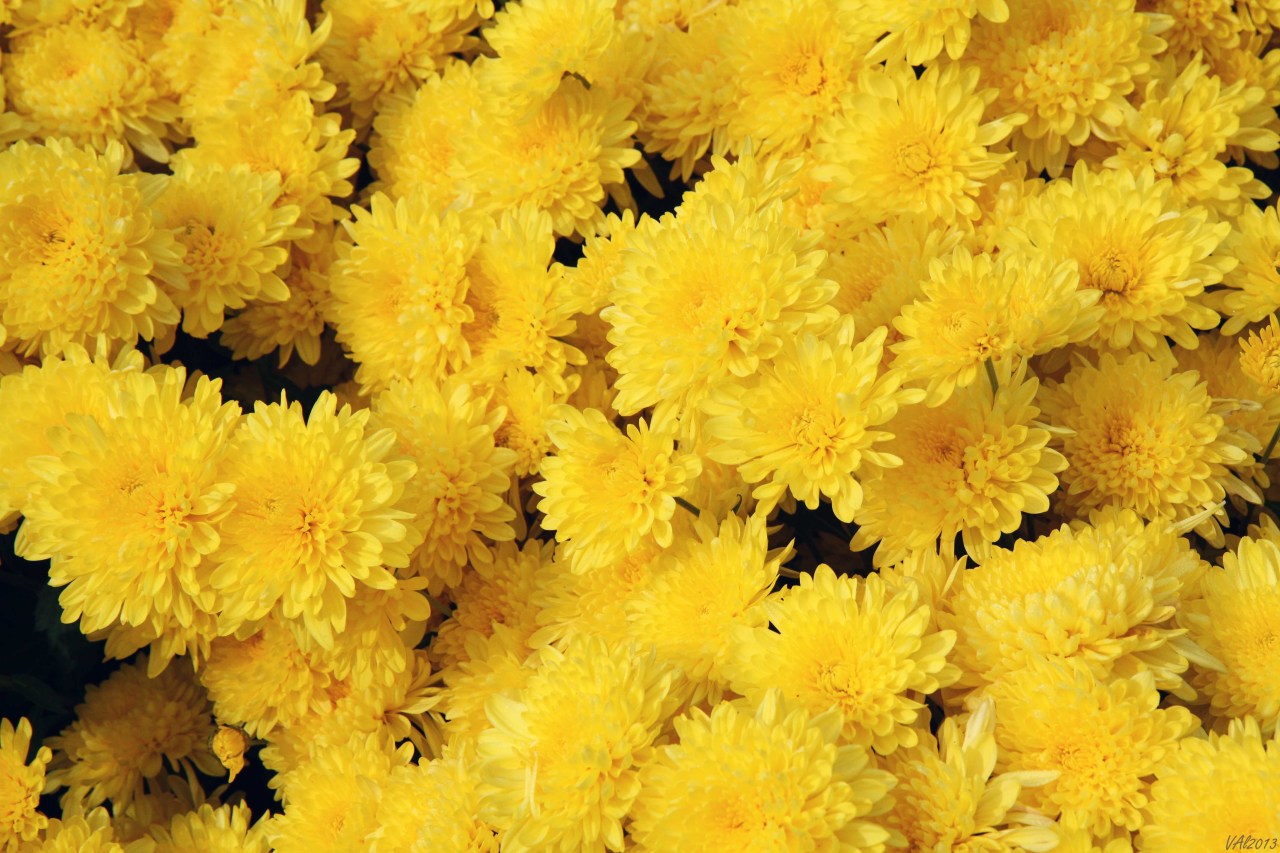 Фото желтых хризантем в хорошем качестве