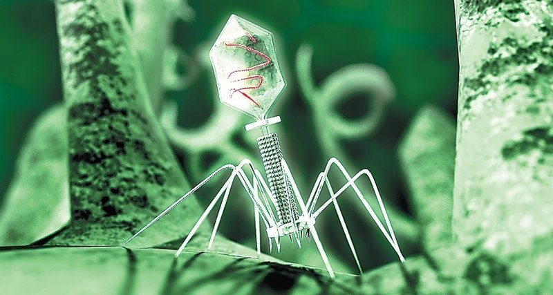 Ученые:  Вирусы помогают вредным бактерям и отвлекают от них наш иммунитет Бактерии,вирус,иммунитет,медицина,наука,Умное