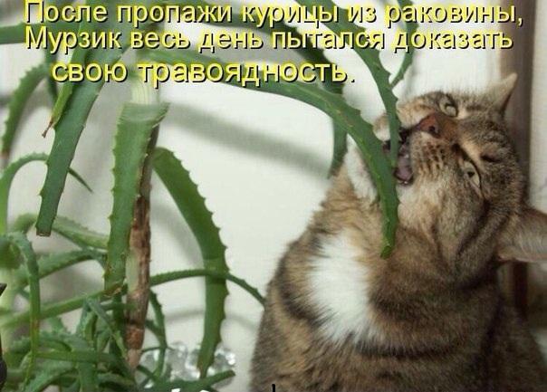 Позитивные и веселые котики для улыбки Позитивные и веселые котики для улыбки котоматрица,угарные фотки,фото приколы,юмор