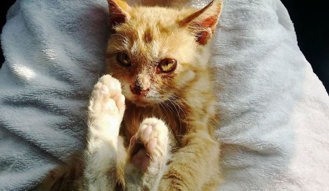 Котенок был так голоден, что ел грязь Free Korean Dogs, Дангджине, доброта, котёнок, спасение животных