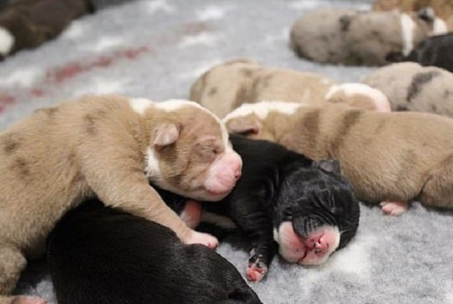 Щенки лежат