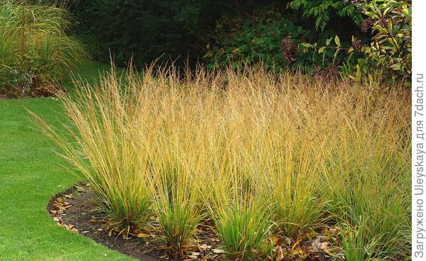 Молиния голубая. Фото с сайта knollgardens.co.uk. Молиния голубая. Фото с сайта knollgardens.co.uk.