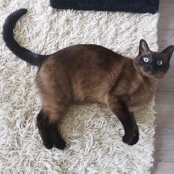 Позитивные и веселые котики для улыбки Позитивные и веселые котики для улыбки котоматрица,угарные фотки,фото приколы,юмор