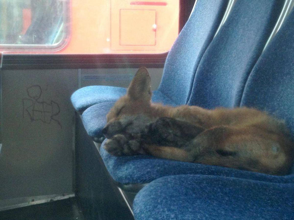 Лиса в поезде