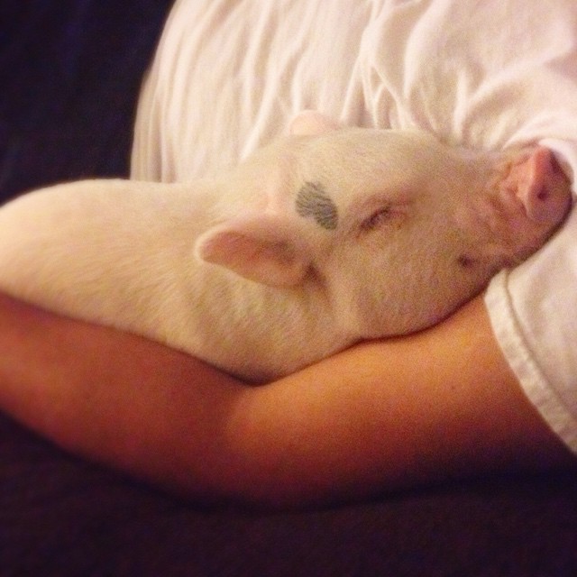 hamlet-piggy-ctute-animals-mini-pig-33