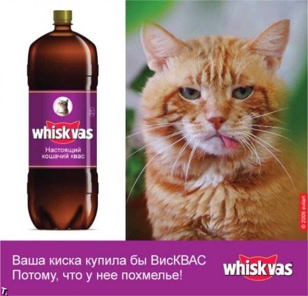 ���� ��������, ���������� �������� ��� ������