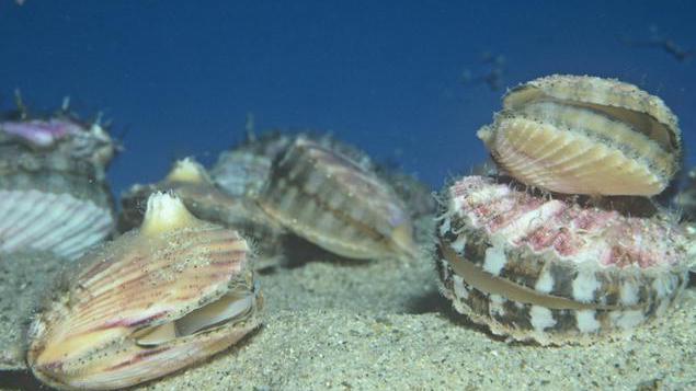 Гребешки морские — что это такое? Семейство морских двустворчатых моллюсков