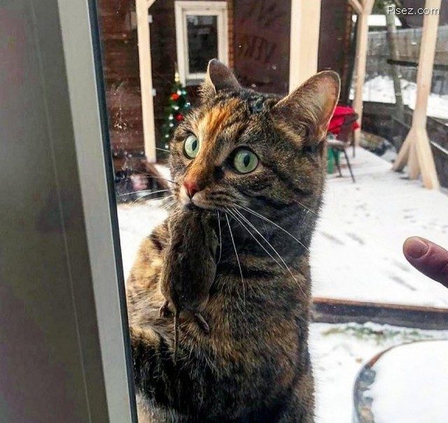 Приколы января 2021. Финал Приколы января 2021. Финал смешные картинки,фото-приколы,юмор