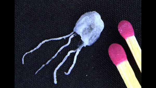 Одно из самых опасных существ на планете Одно из самых опасных существ на планете интересное,наука,познавательно,факты