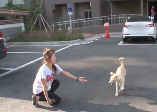 Пес смотрел на окно высотного дома, но никто не знал, почему он боится сделать шаг навстречу доброте Пес смотрел на окно высотного дома, но никто не знал, почему он боится сделать шаг навстречу доброте